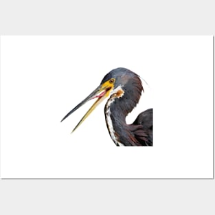 Tricolor Egret Posters and Art